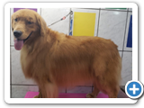 Depois do trimming, temos um cão com a pelagem mais alinhada, com menos volume, mantendo e mostrando toda a beleza do Golden retriever.